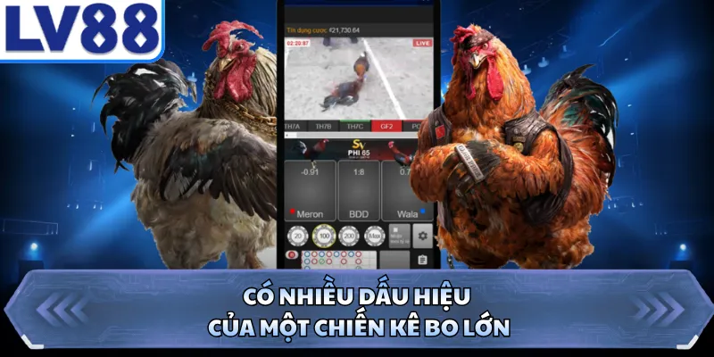 Có nhiều dấu hiệu của một chiến kê bo lớn