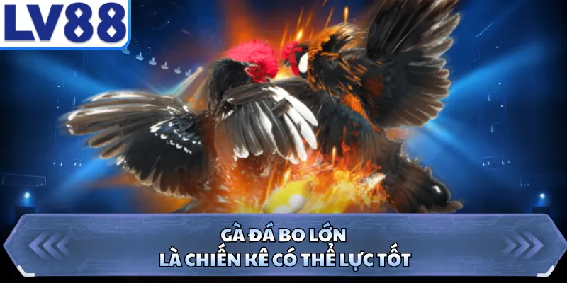 Gà đá bo lớn là chiến kê có thể lực tốt
