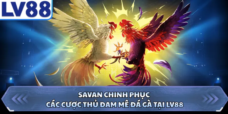 Savan chinh phục các cược thủ đam mê đá gà tại LV88